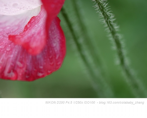 p_large_8xPw_040500000e292d0c.jpg