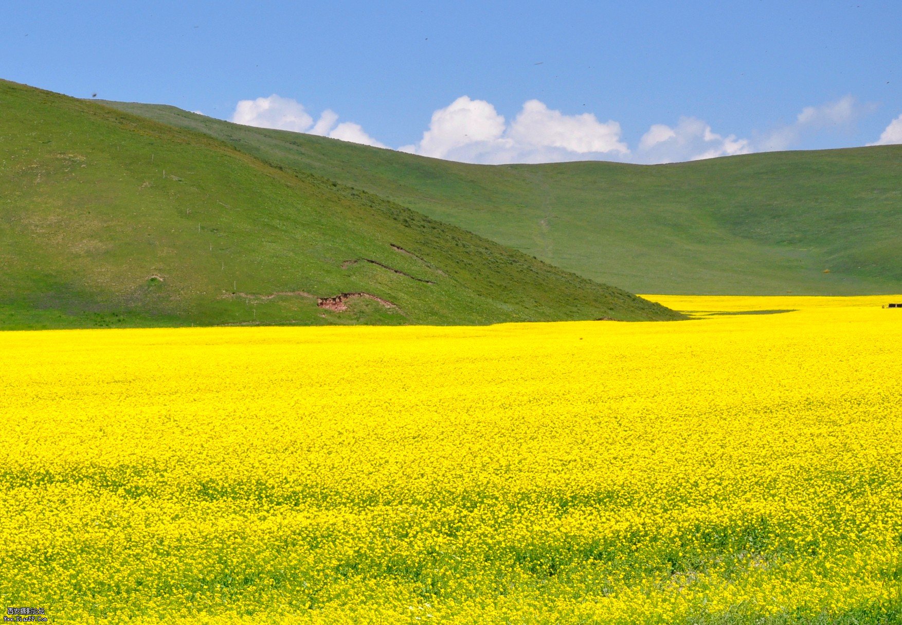 _DSC3133_conew1.jpg