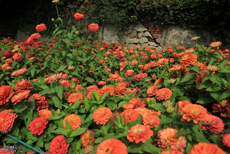 DPP_0008.JPG