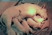 7.gif