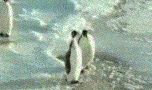 77.gif