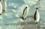 78.gif