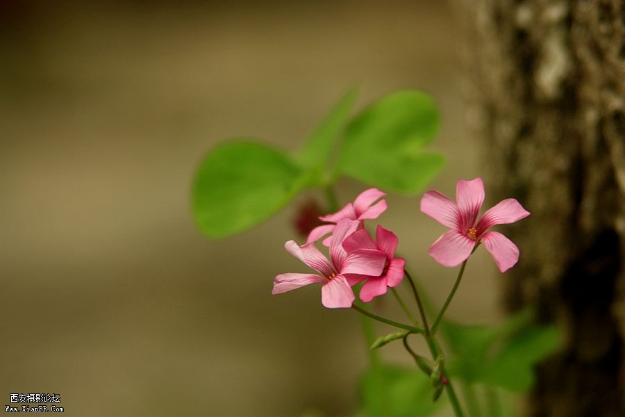 _MG_5684.jpg
