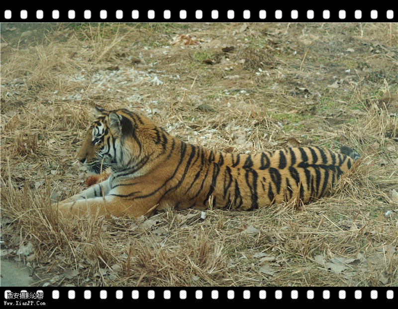 DSC_0257_副本_副本_副本.jpg