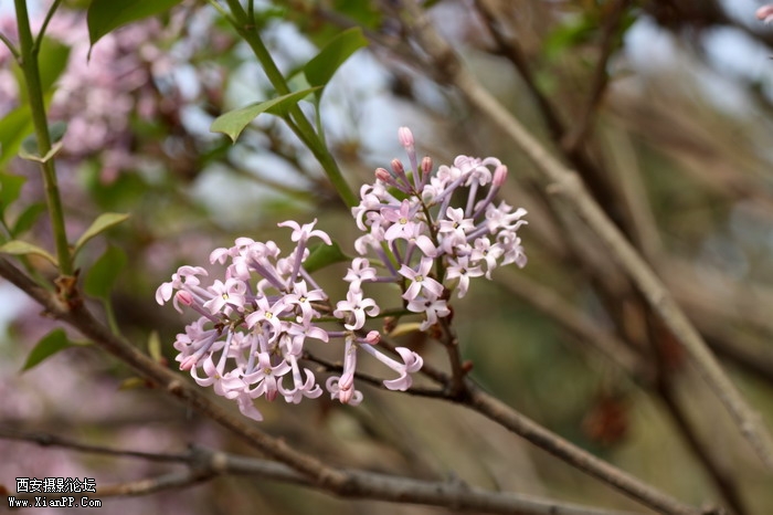 20110404万物复苏0014_调整大小.JPG