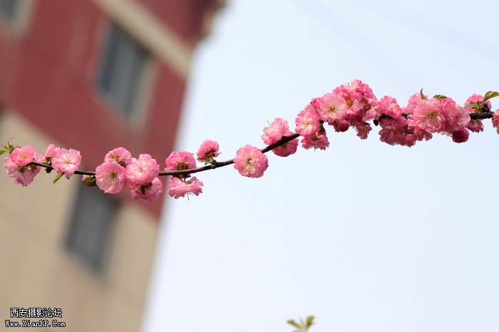 20110404万物复苏0021_调整大小.JPG