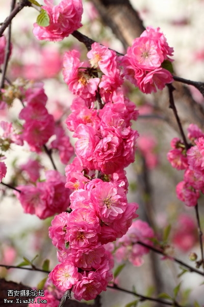 20110404万物复苏0022_调整大小.JPG