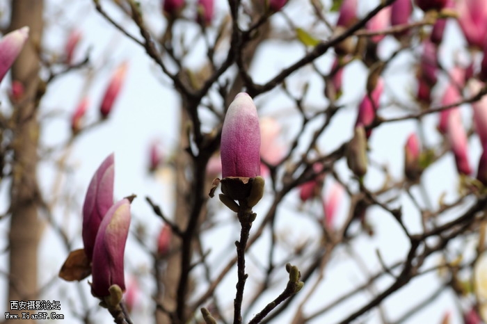 20110404万物复苏0026_调整大小.JPG