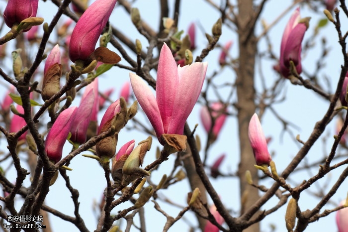20110404万物复苏0029_调整大小.JPG