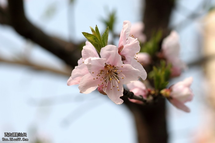 20110404万物复苏0033_调整大小.JPG