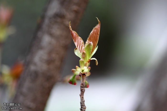 20110404万物复苏0047_调整大小.JPG