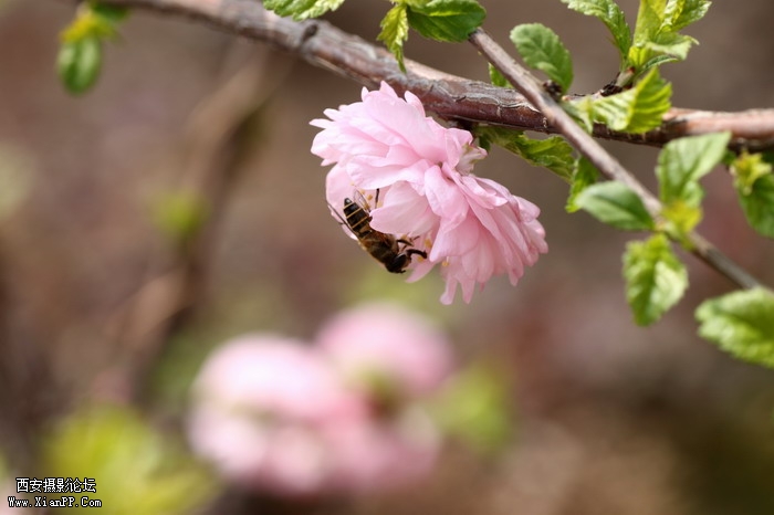 20110404蜜蜂0004_调整大小.JPG