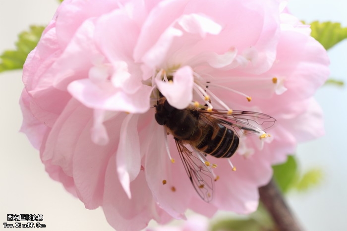 20110404蜜蜂0016_调整大小.JPG