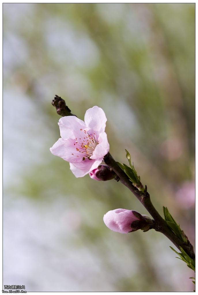 IMG_4956_raw62_nEO_IMG_nEO_IMG.jpg