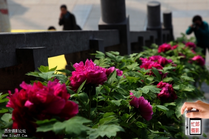 luoyang_0090.jpg