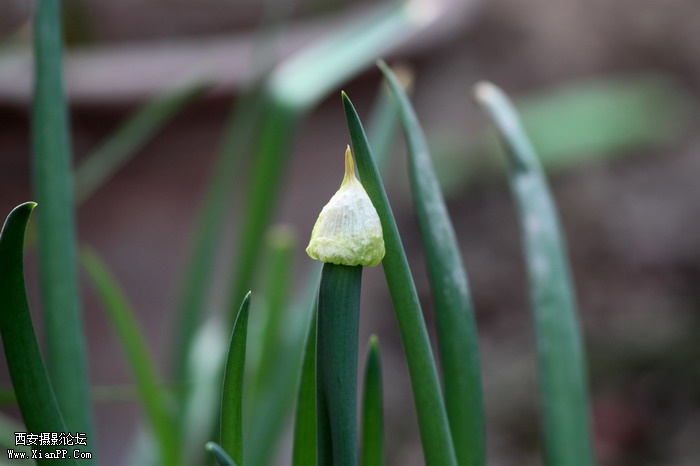 20110407 300mm试镜0011_调整大小.JPG