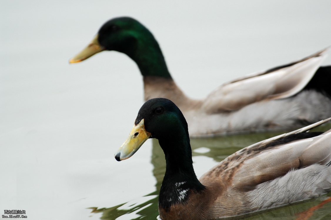 DSC_0066.JPG