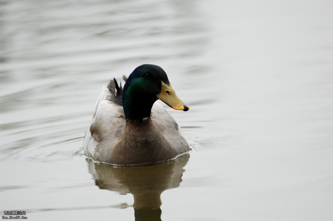 DSC_0069.JPG