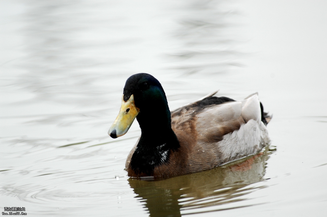 DSC_0070.JPG
