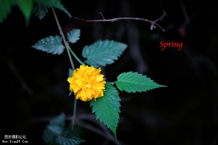 p_large_VlJJ_49160005d9585c42.jpg