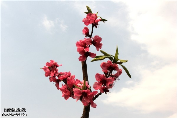 IMG_3437_副本.jpg
