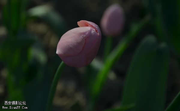 DSC_000931.jpg