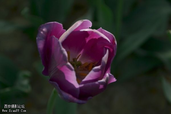 DSC_001331.jpg