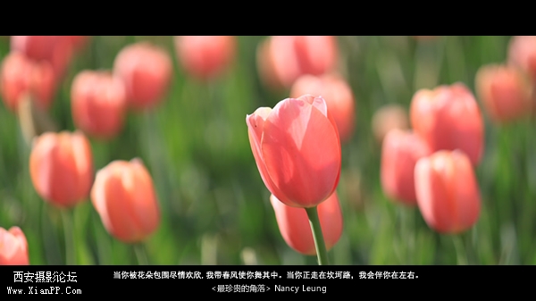 当你被花朵包围尽情欢欣,我带春风使你舞其中。当你正走在坎坷路，我会伴你在左右。.jpg