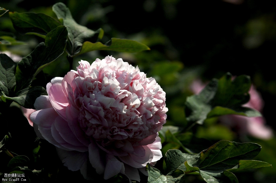 DSC_0003.JPG