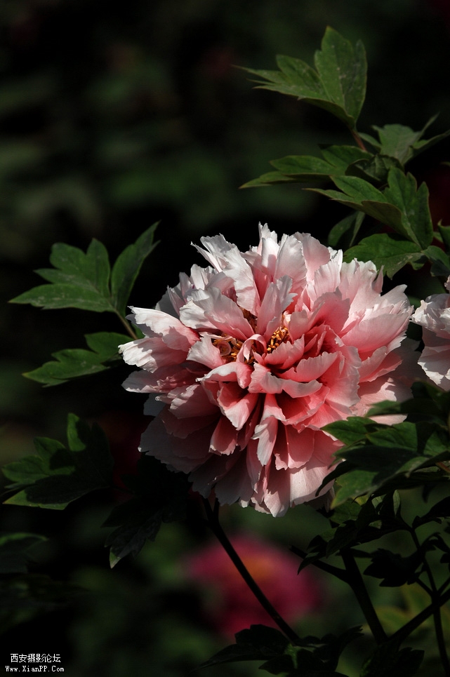 DSC_0005.JPG