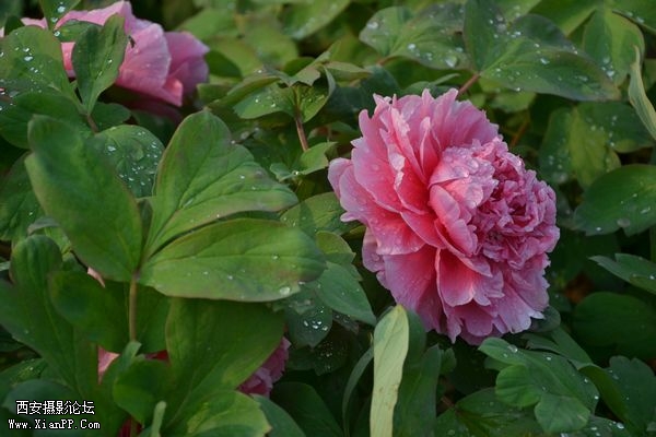 DSC_026050.jpg