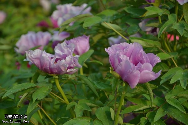DSC_026150.jpg