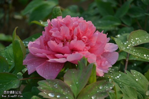 DSC_026350.jpg