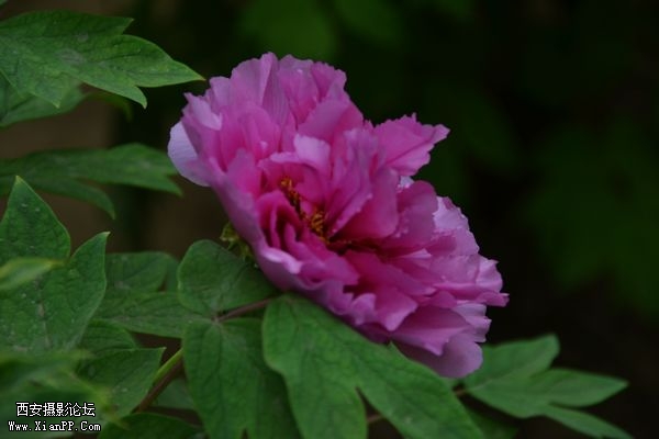 DSC_008950.jpg