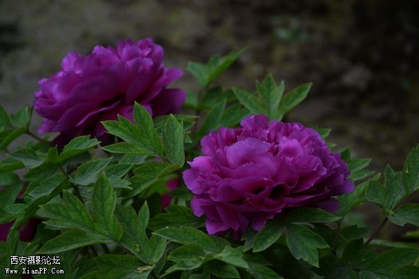 DSC_009450.jpg