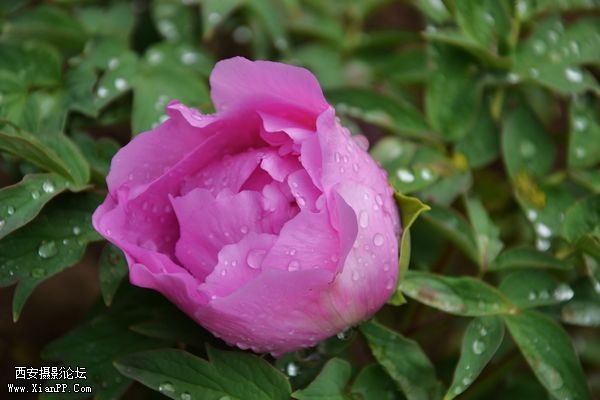 DSC_009950.jpg