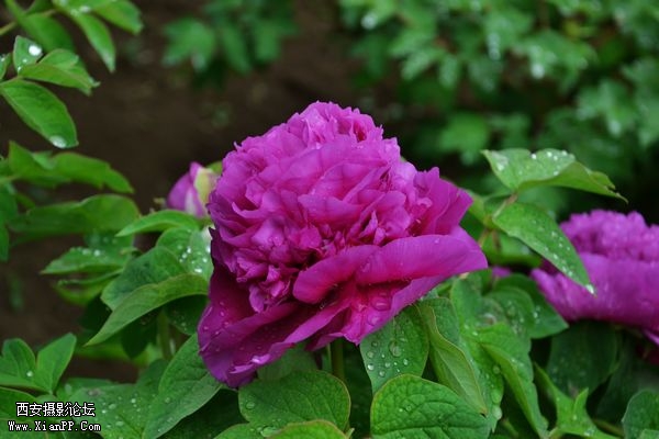 DSC_010550.jpg