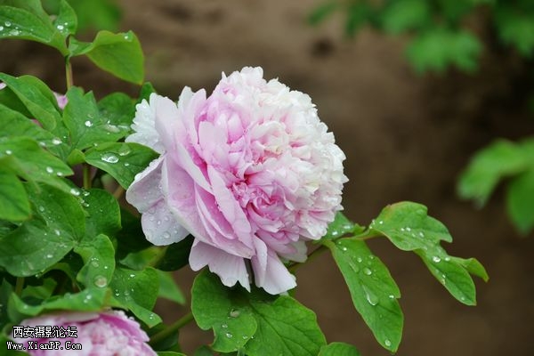 DSC_010750.jpg
