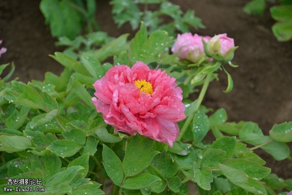 DSC_011050.jpg