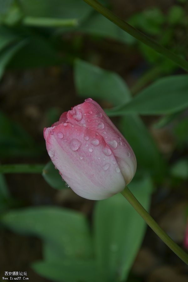 DSC_020060.jpg