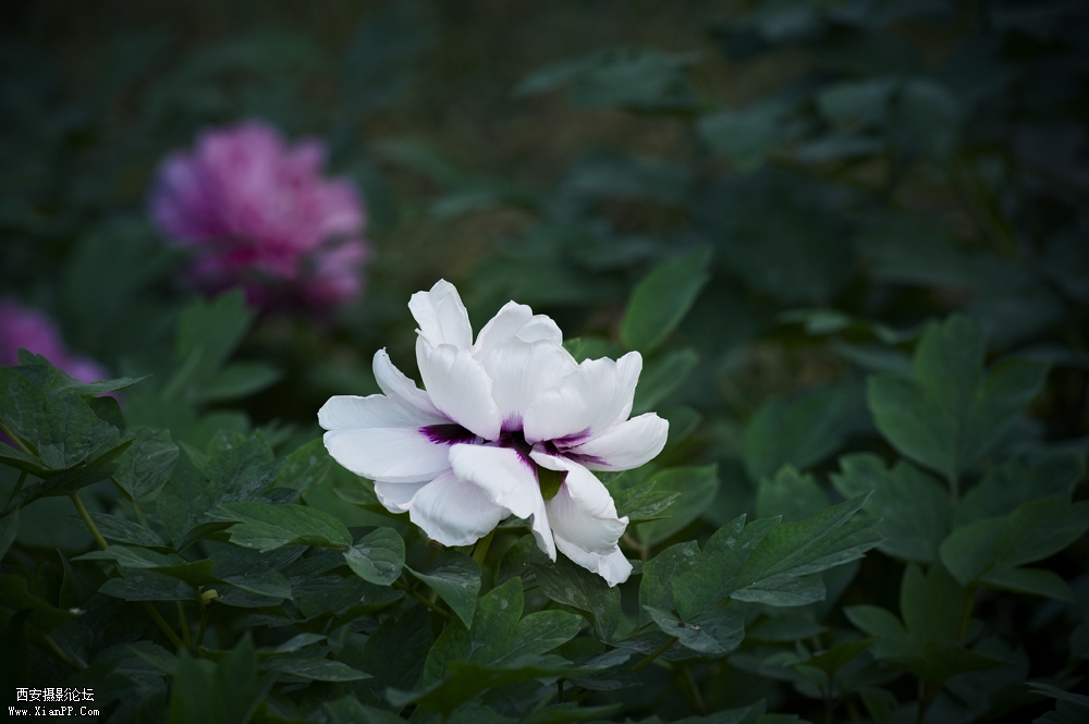 DSC_3373.jpg
