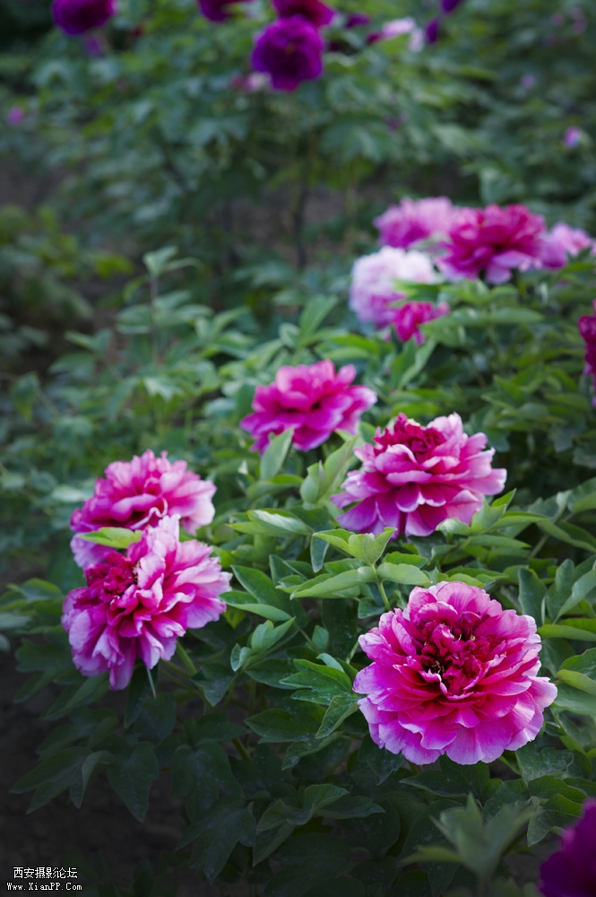 DSC_3423.jpg