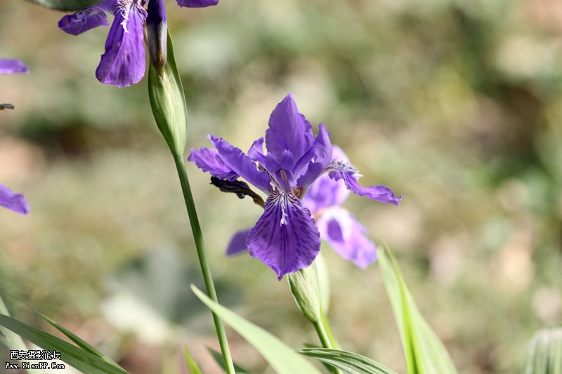 20110426清晨0693_副本.jpg