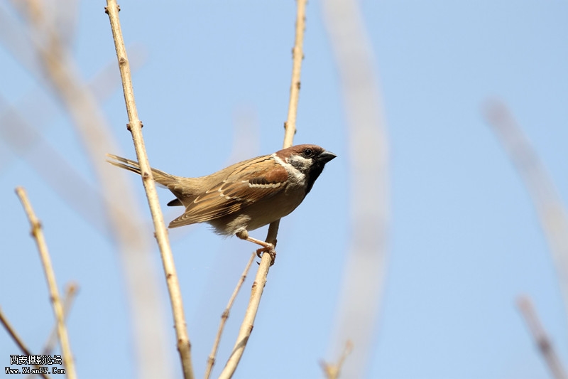 20110426清晨0699_副本.jpg