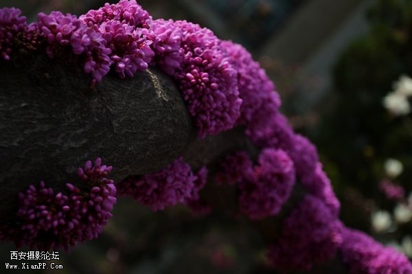 DSC_03731.jpg