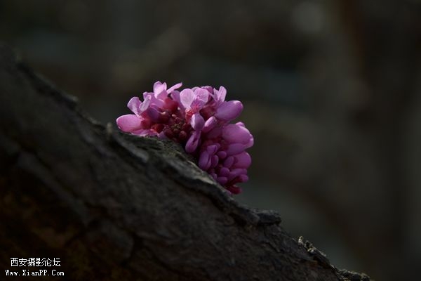 DSC_03771.jpg