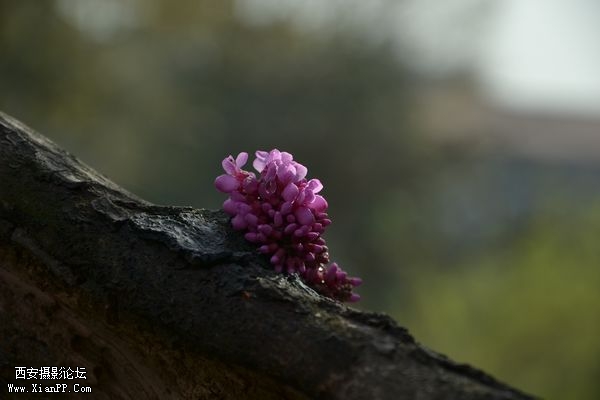 DSC_03871.jpg