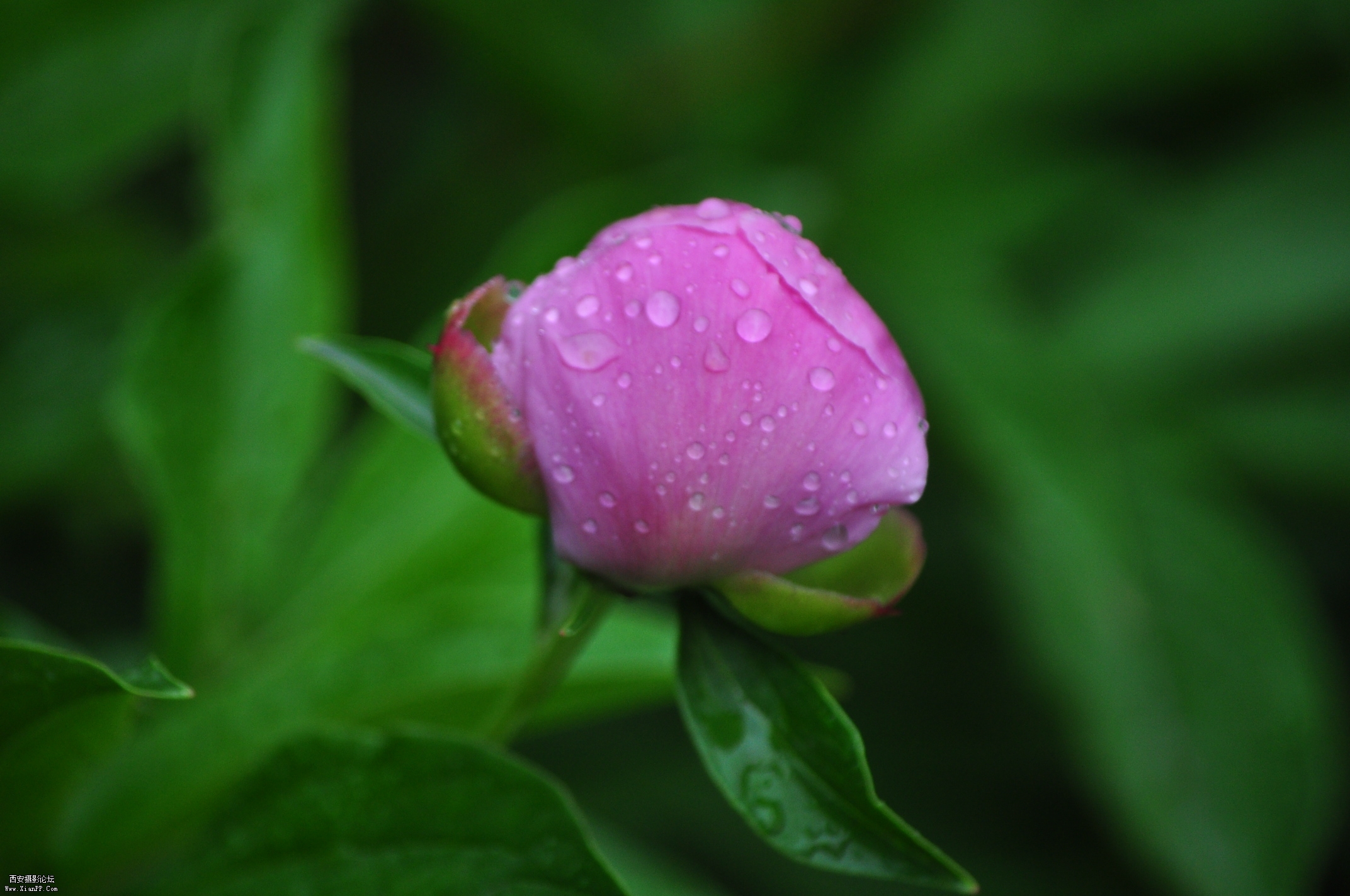 DSC_0135.jpg