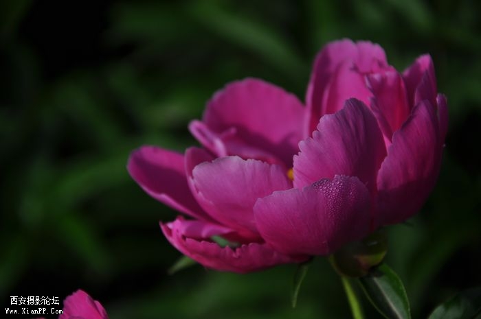 DSC_002915.jpg
