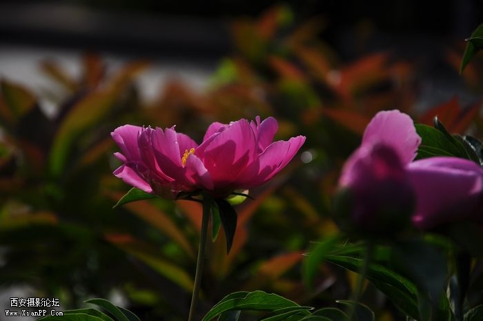 DSC_003415.jpg